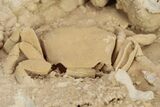Fossil Crab (Potamon) Preserved in Travertine - Turkey #242889-1
